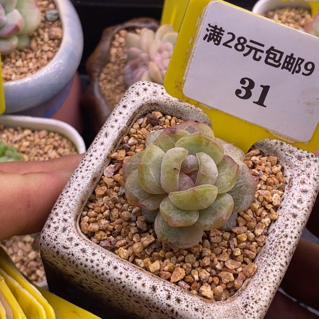 931白恋石化单头多肉植物