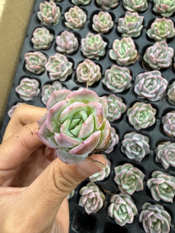 64蔓越莓穴苗三颗一组