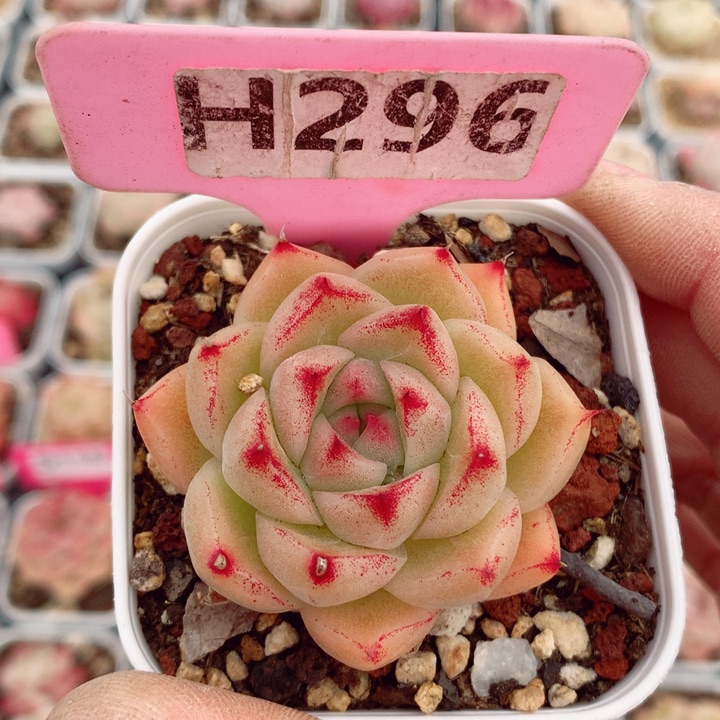 麦秆5.5cm多肉植物