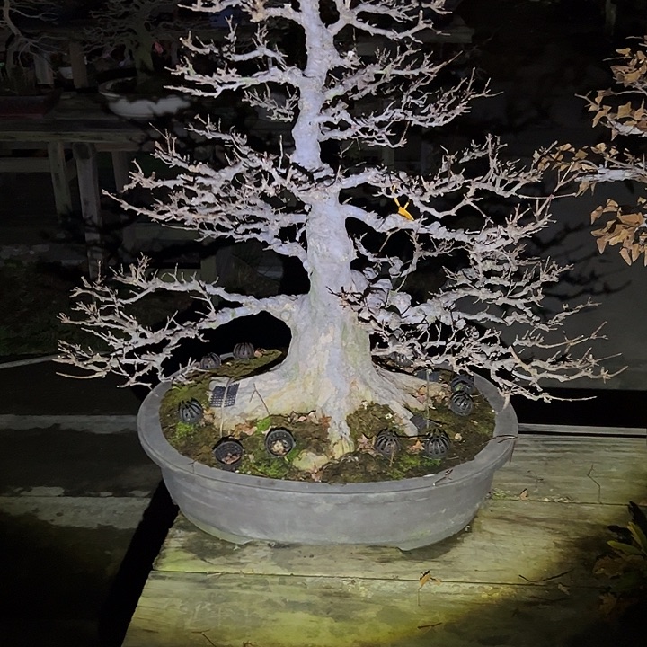 鹏***无花朵盆景不包邮21824