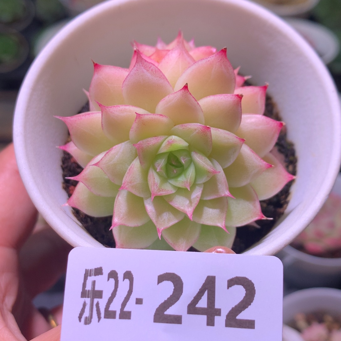 乐然22-242 女王玫瑰 