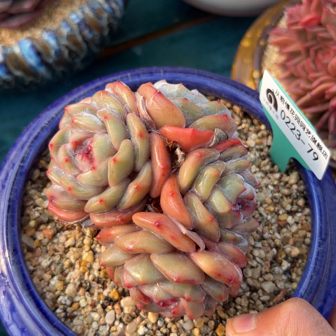 多肉一物一拍0223-79石榴仔