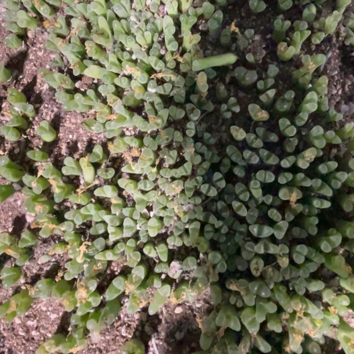 多肉冰风铃母本20颗