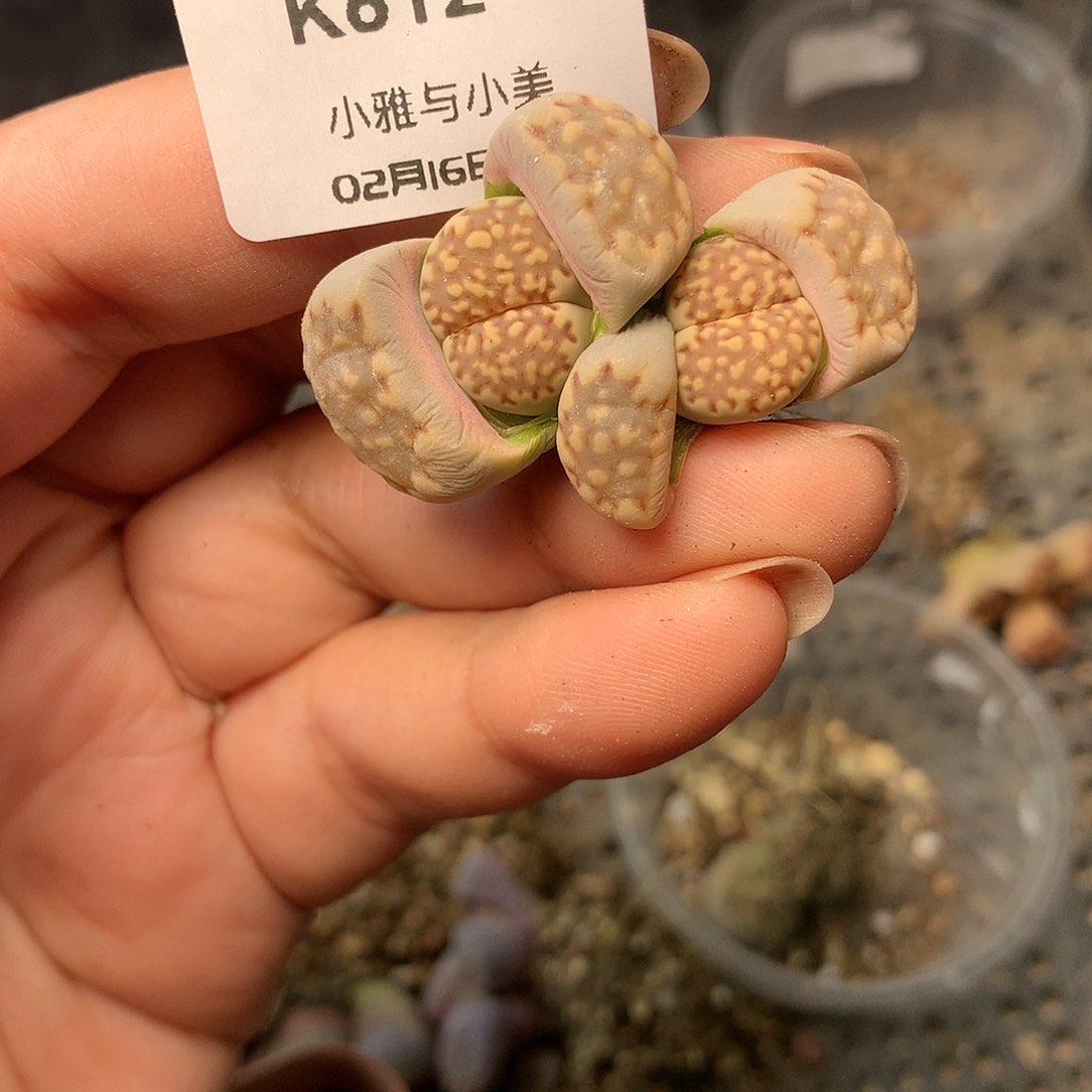 K612多肉植物保护研究所