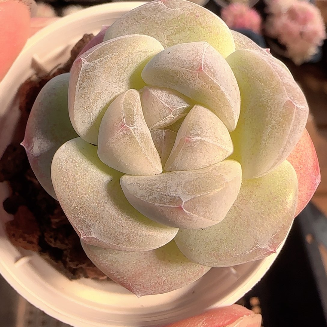 多肉1127-103冰玉