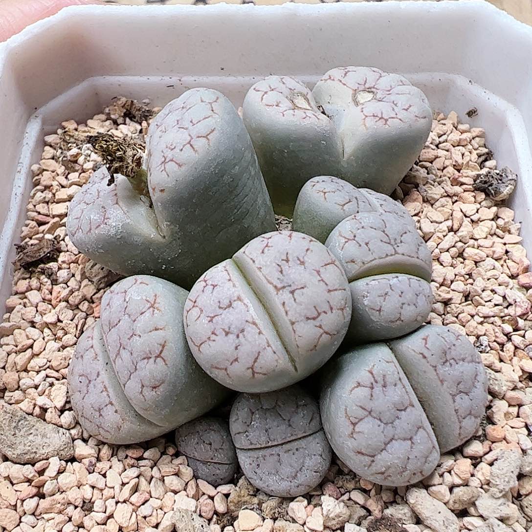 无花朵9头荒玉群带盆发