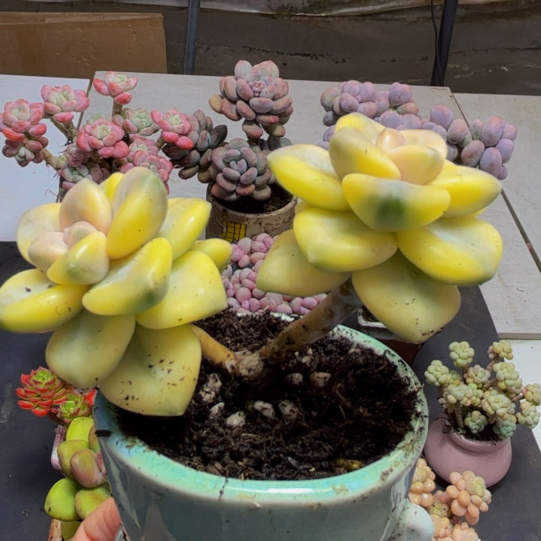 610/6cm美杏锦有砍