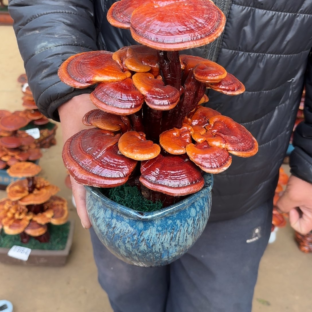 无花朵灵芝是我国著名植物