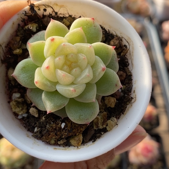 泼天 多肉多肉 12.19