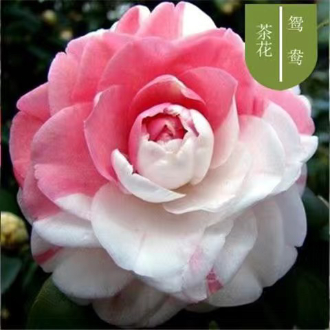 耐寒茶花十八学士五色赤丹迷茫春天香妃六角大红小苗