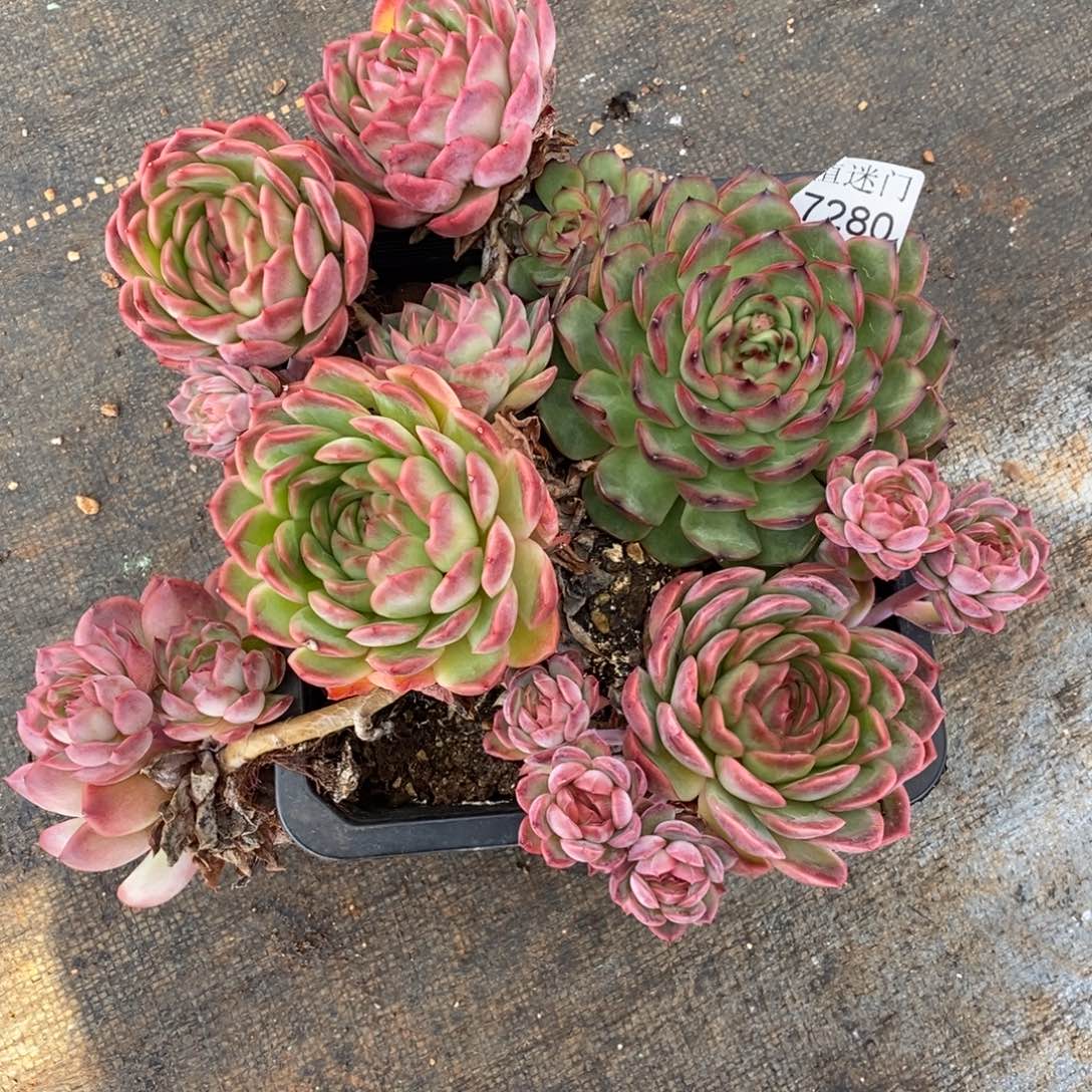 陌***绵不包整散掉头7280~18厘米~伪群