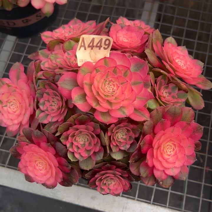 449荔枝22厘米左右