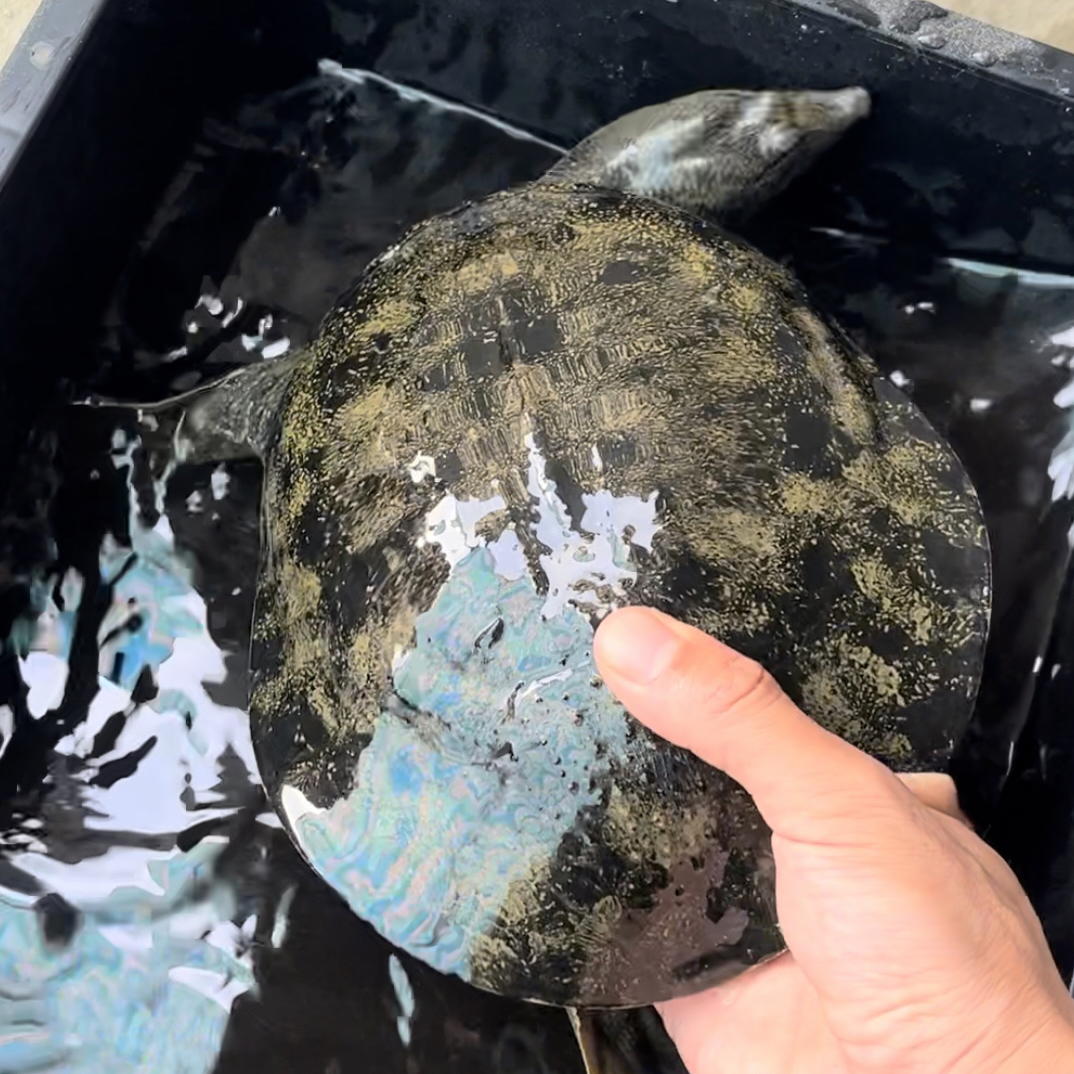 鲜活外塘野养甲鱼肉质鲜美适合火锅煲汤顺丰包邮