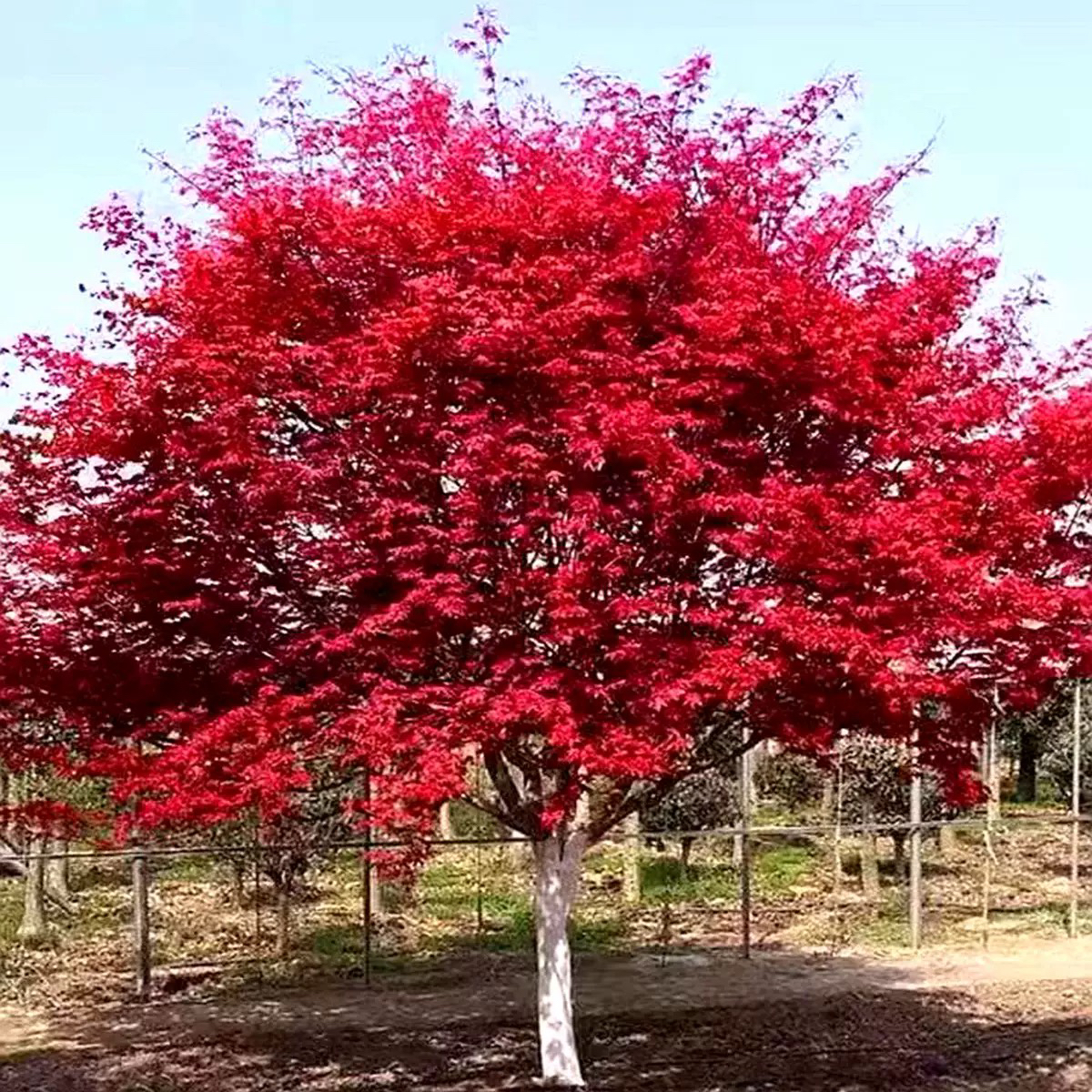 正宗日本红舞姬三季红大树美国红枫盆栽风景树苗庭院别墅耐寒植物