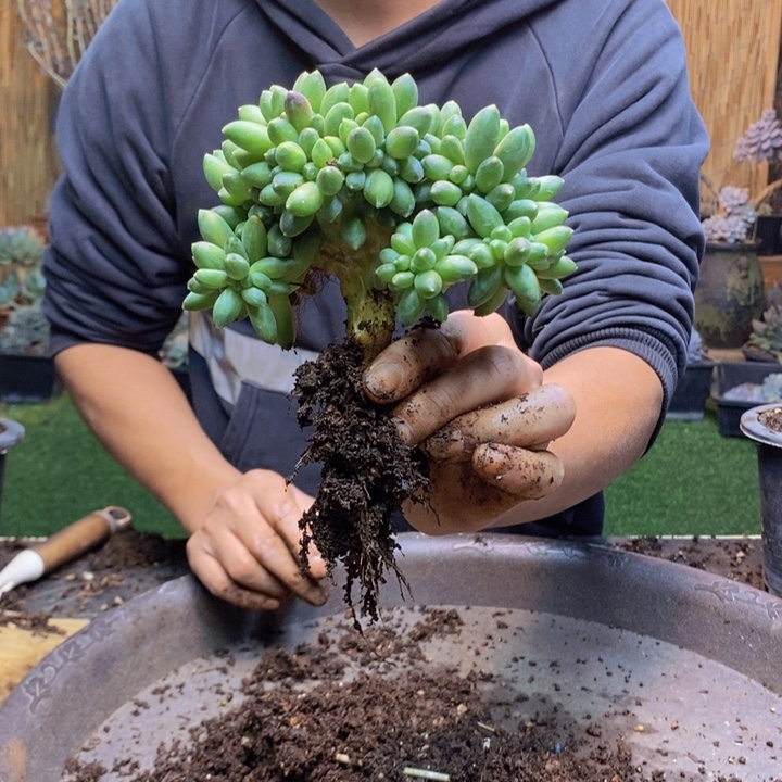 四***花81 号千代田多肉植物
