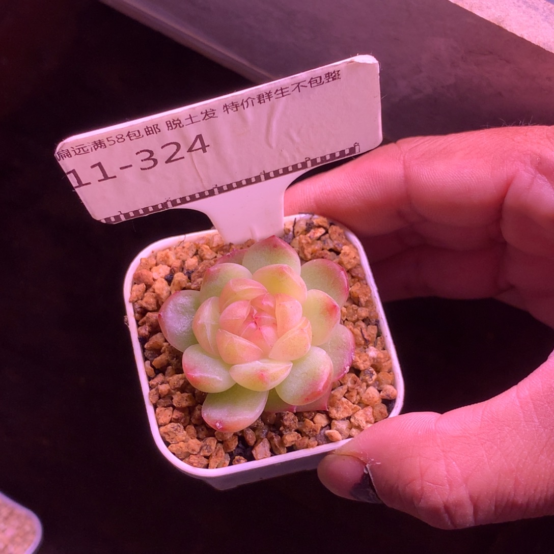 珍妮优选精品多肉58包邮