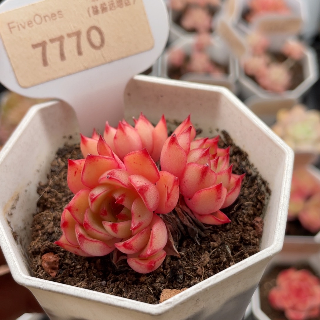 魔焰7770-5.0厘米