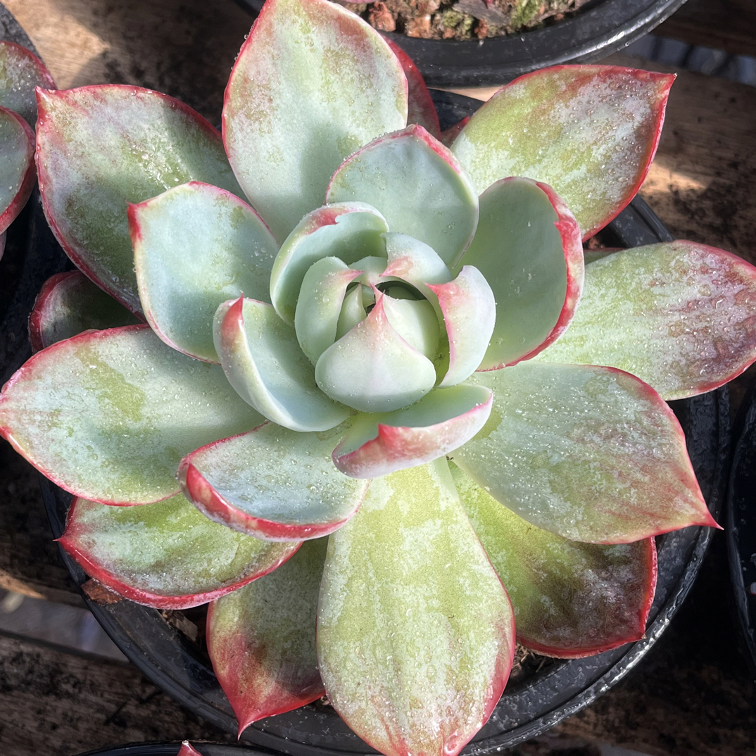 【任意下单即包邮】惊鸿仙子14厘米多肉植物，脱土发货