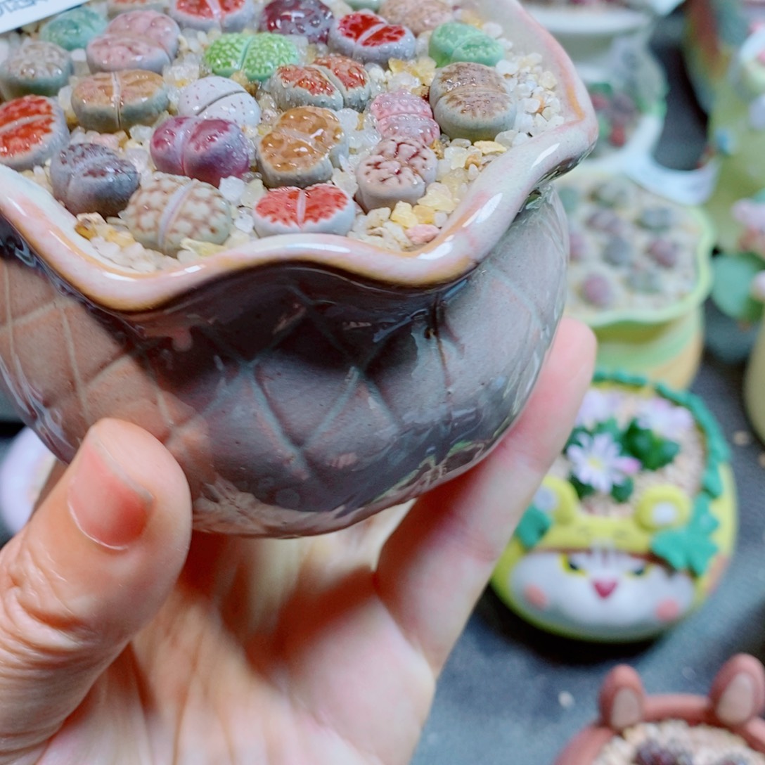 生石花花花花花花花853