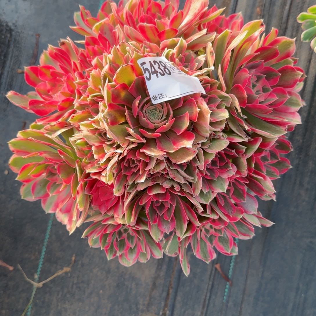 5438女郎多肉多肉