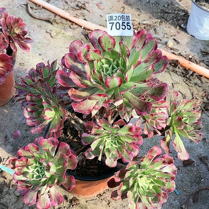 7055 一颗粉籍月