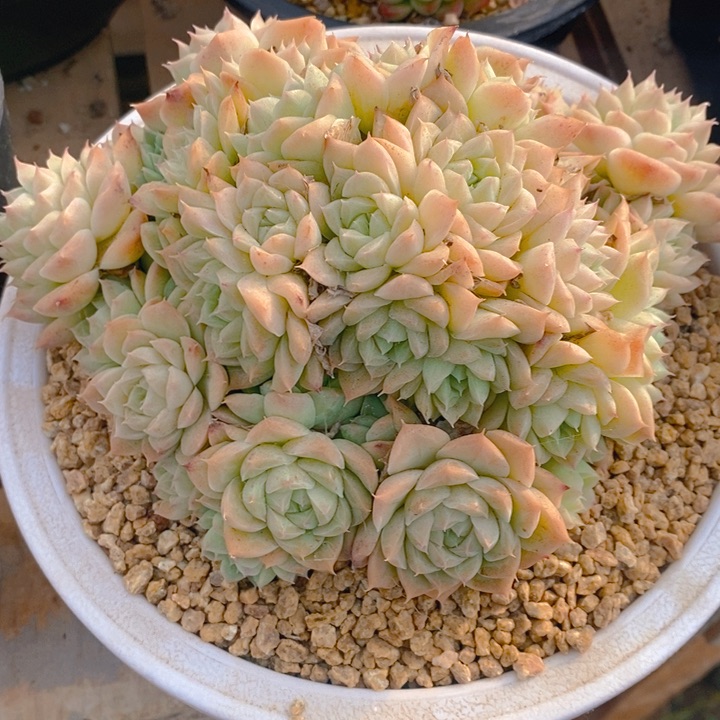 苏*?多肉乐园精品麦秆