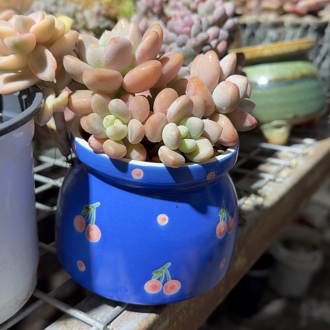 洛神带蓝色花盆精品