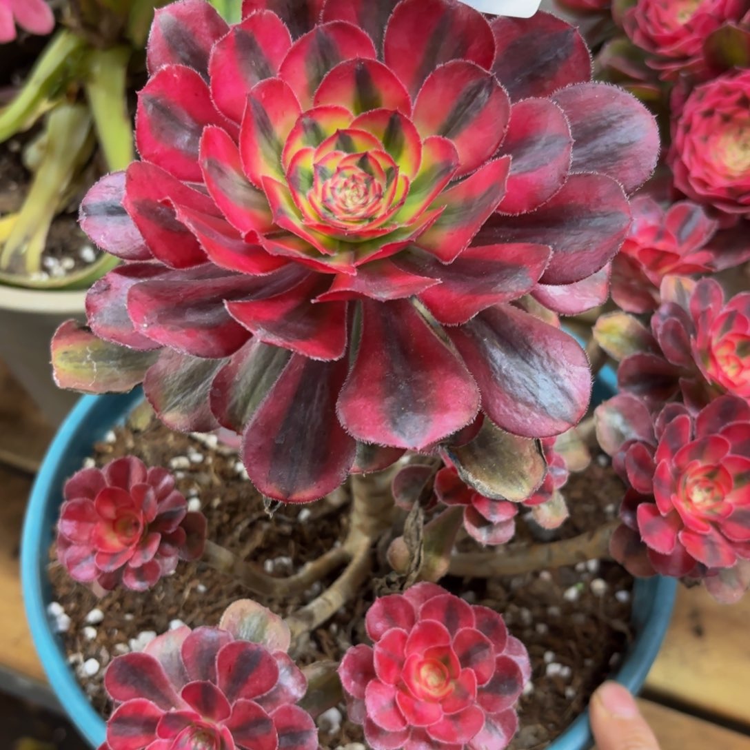 611多肉植物初恋