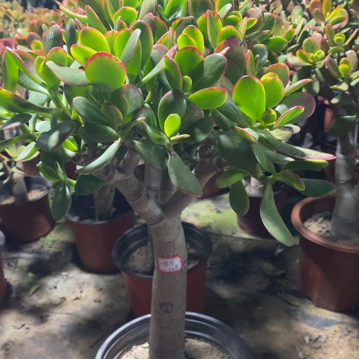 境***造黄金花月一物一拍