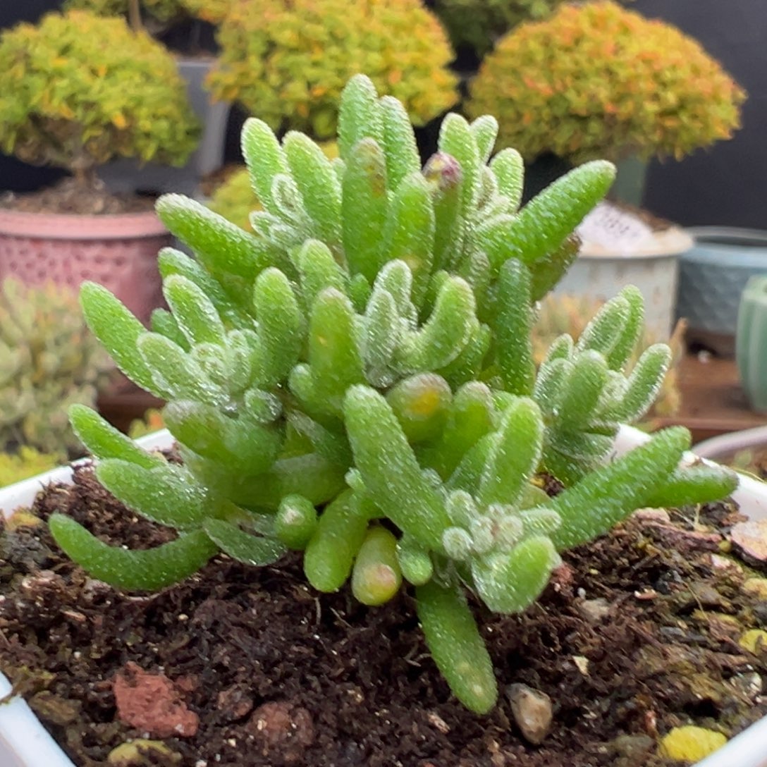 肥***崽dy3909狐尾小可爱冠幅3cm