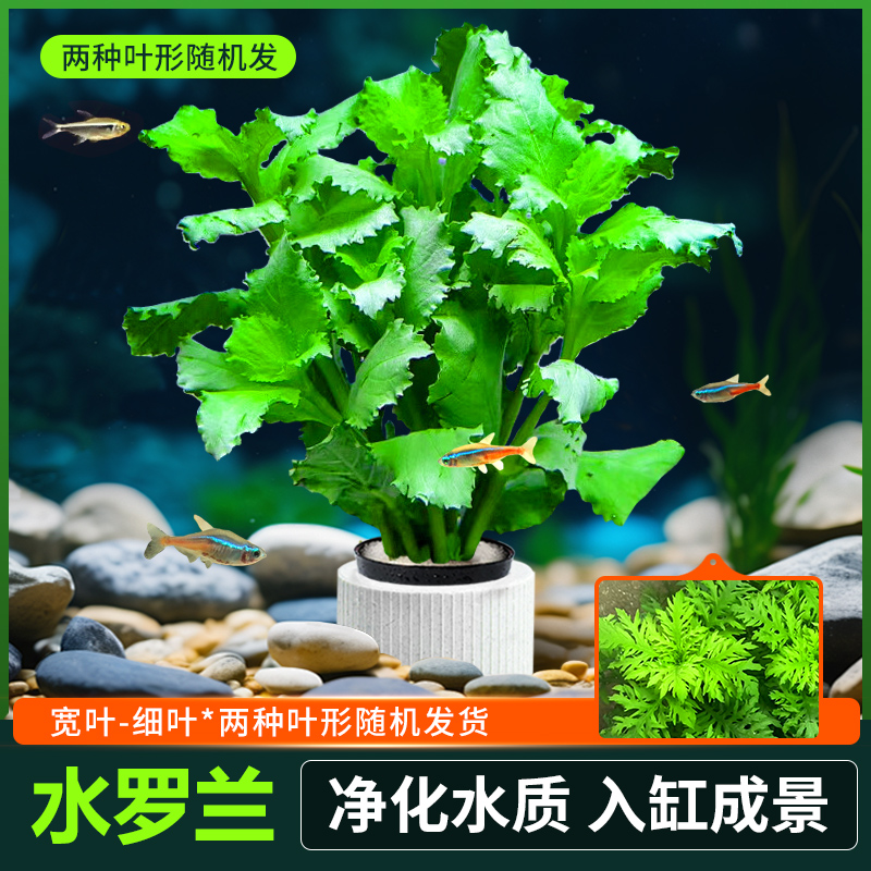 水罗兰水草南美青竹鱼缸水草造景水族活净水阴性新手懒人造景套餐