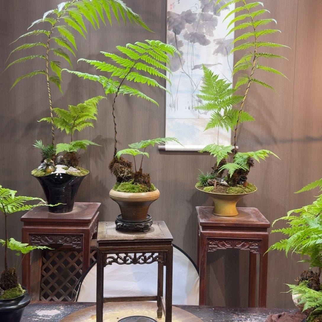 竹***湿无花朵蕨类植物一物一拍