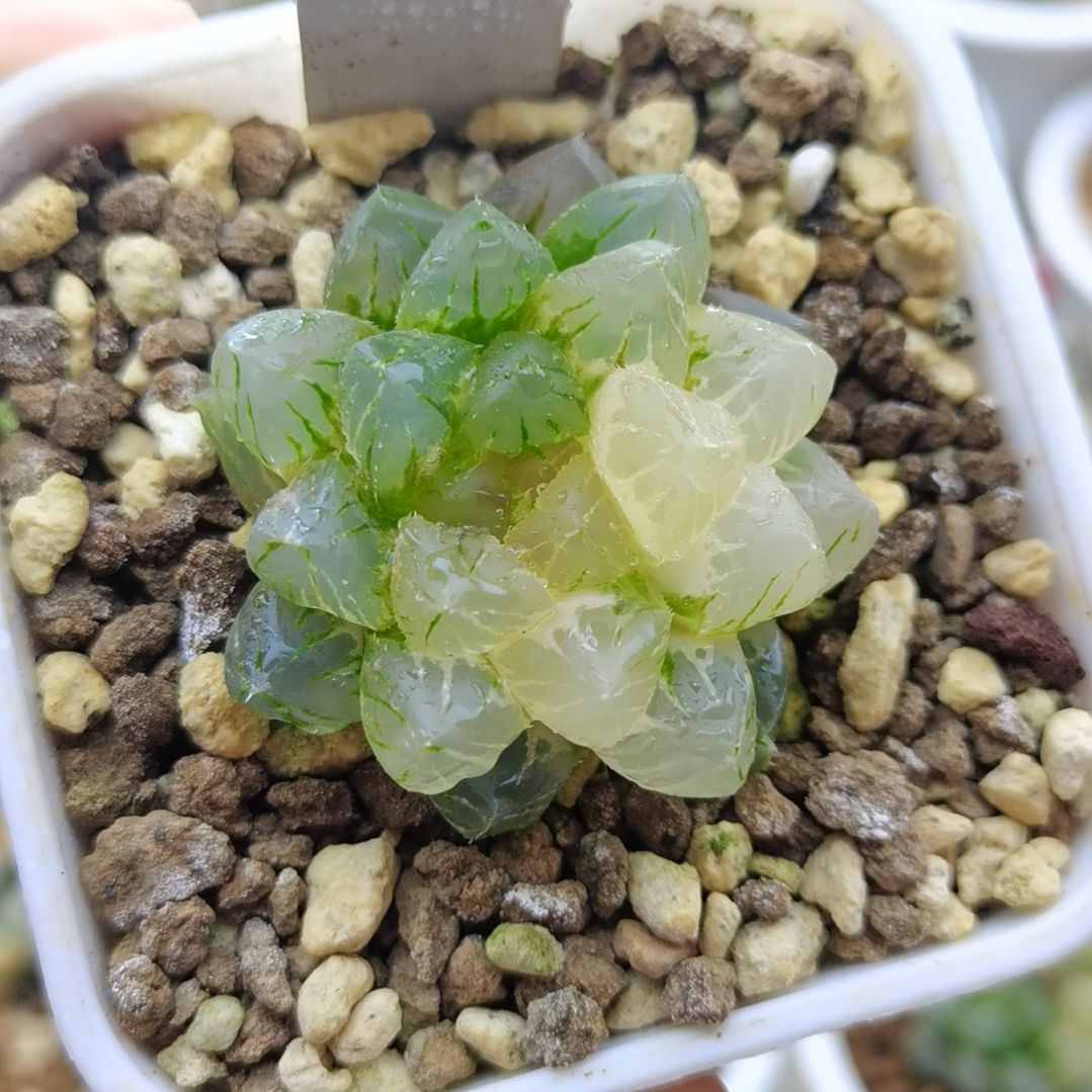 239号OM玉露锦一物一拍带盆土发货