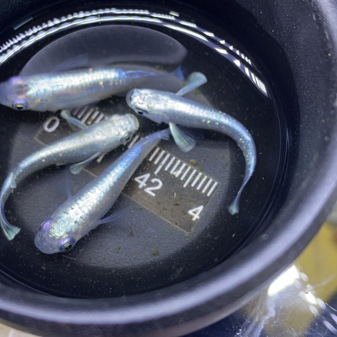 青鳉鱼天使宝宝52号