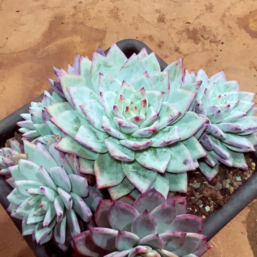 无****福利特价祖母绿群体