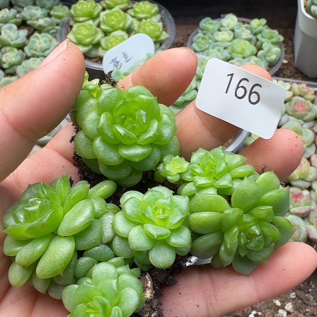 一物一拍一物一拍907-166