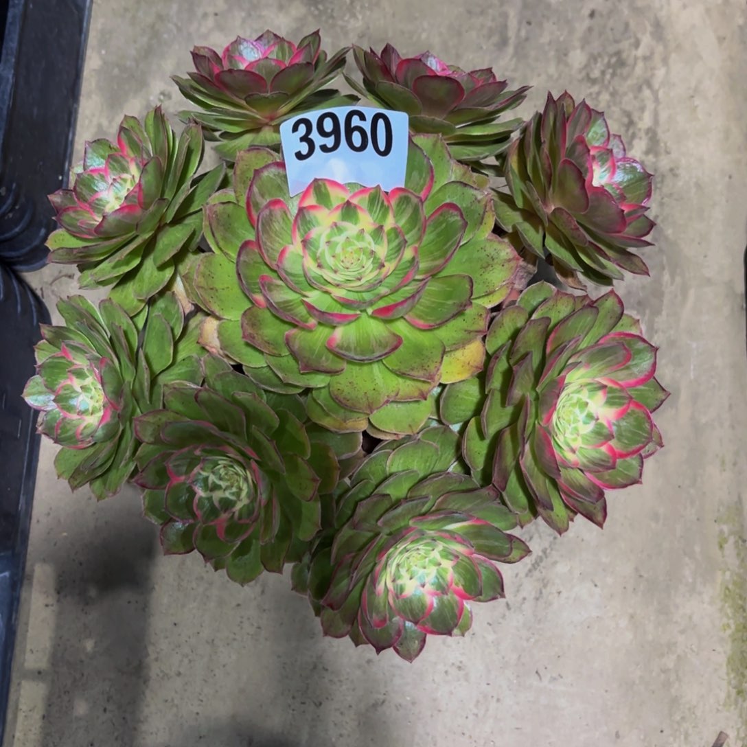 无花朵3960优选莲花座1111111