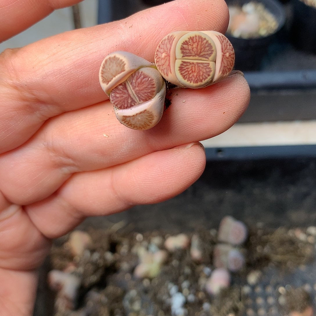 A101多肉植物保护研究所