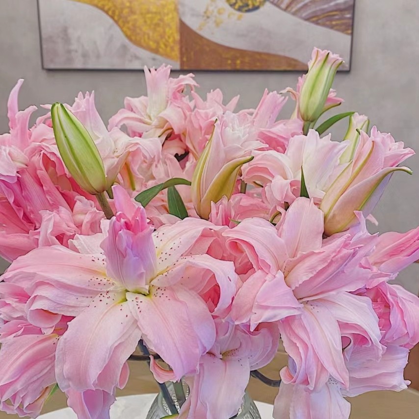 【云霄花卉】【黛安娜重瓣百合】云南基地【任意两单顺丰冷链包邮】