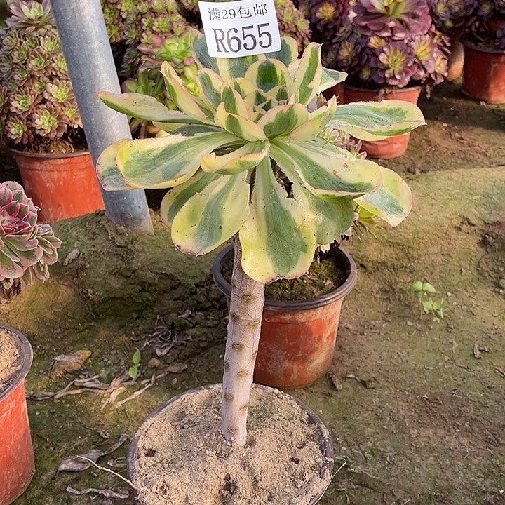 655艳姿多肉植物   