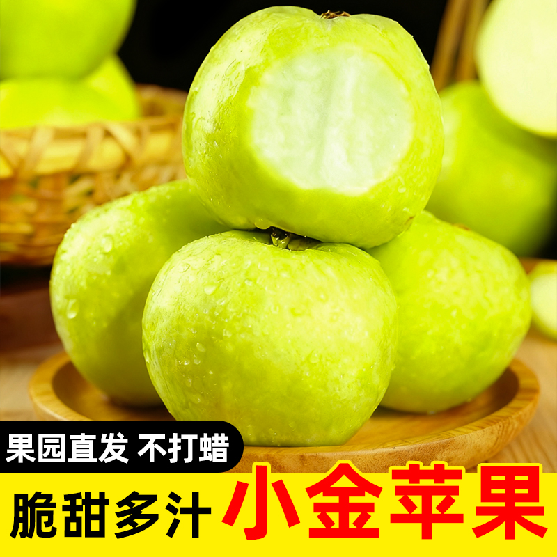 正宗阿坝州小金苹果小金青苹果清脆金冠小金苹果新鲜应季水果现摘