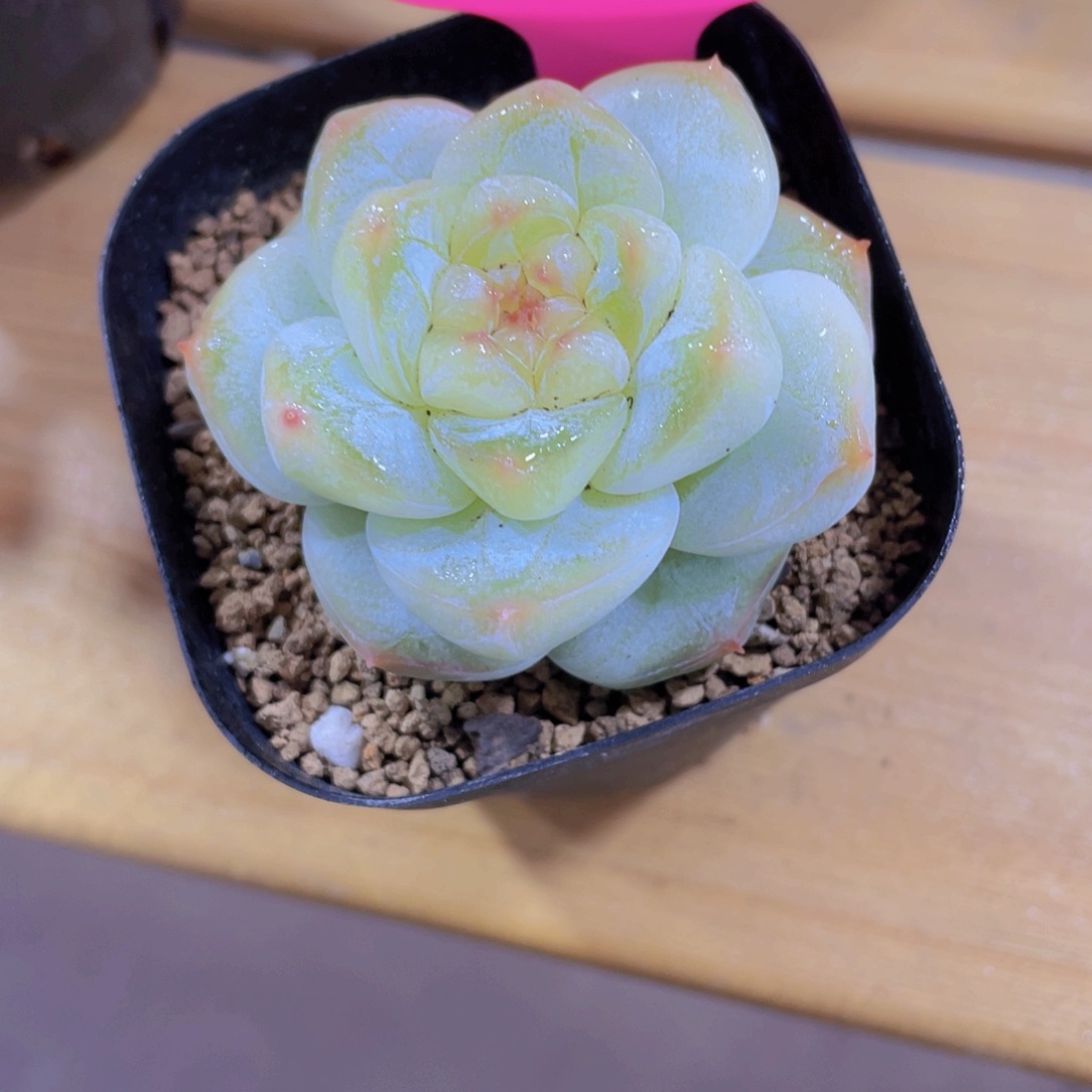 357号 厚叶孤品珍妮一颗