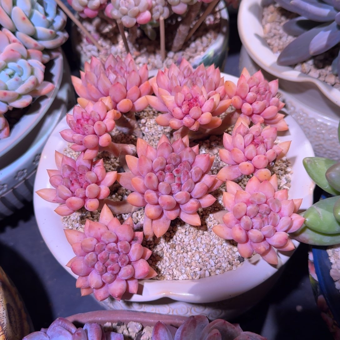 红蜻蜓 老桩 一物一拍