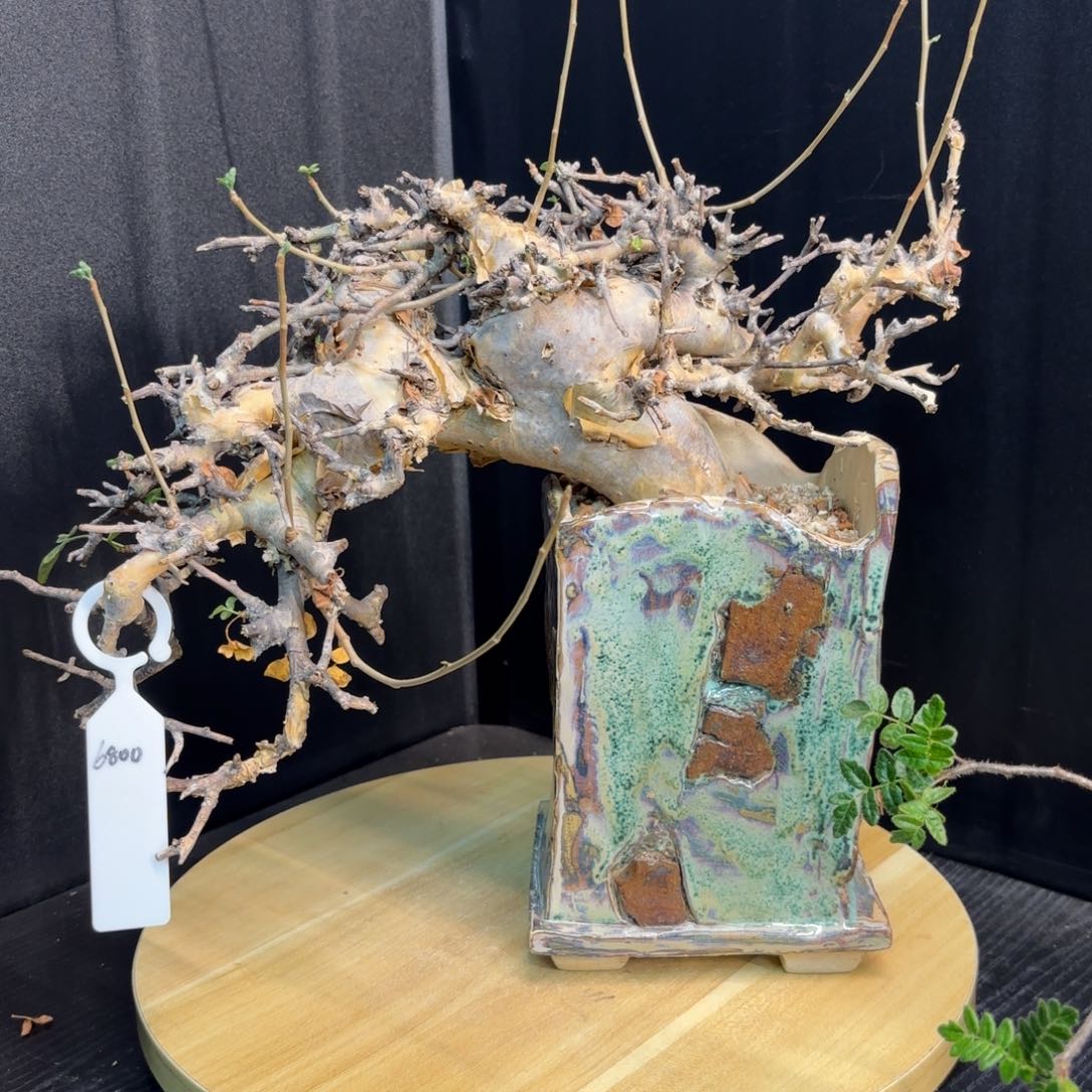 木R**- 黄金橄榄。