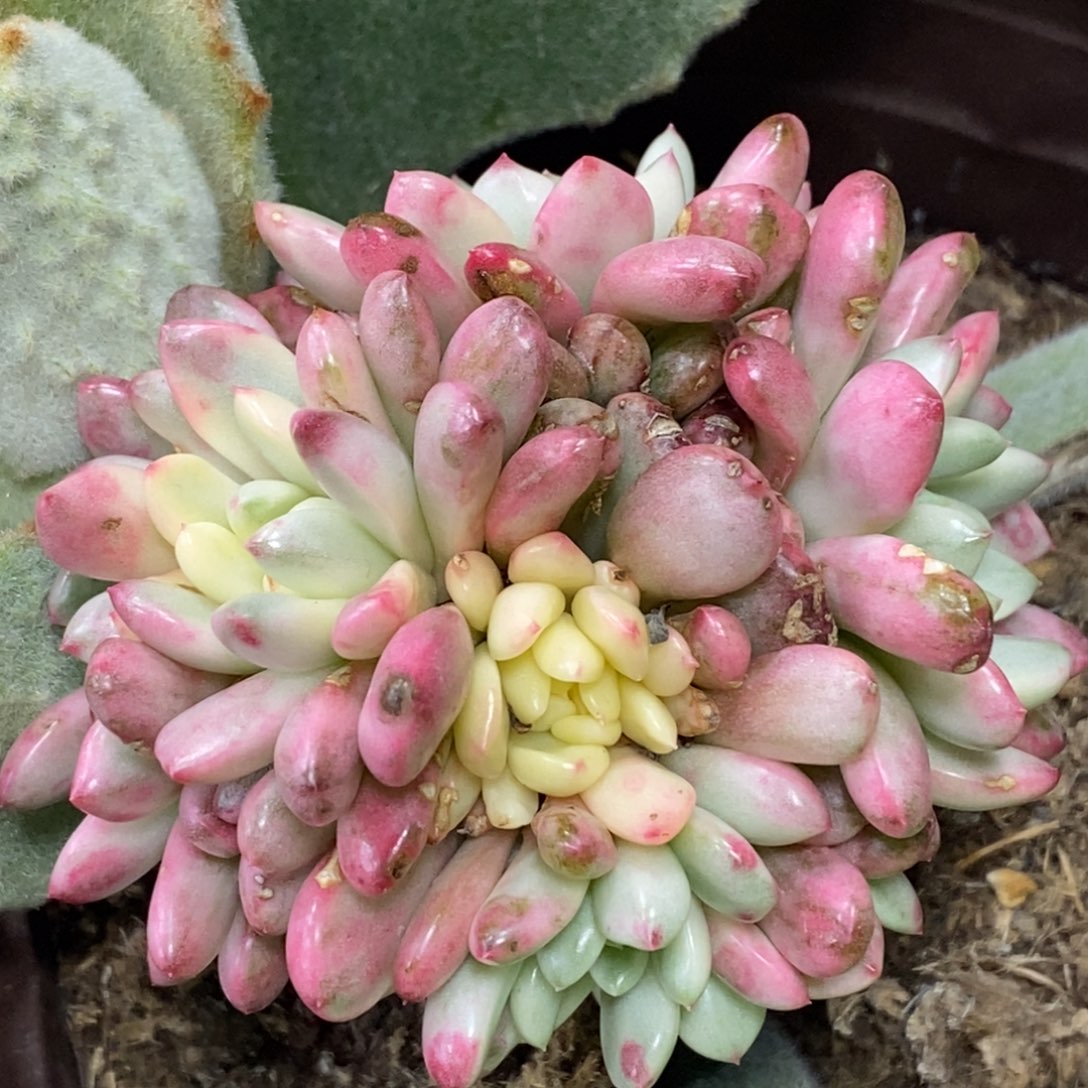 341红宝石锦群生