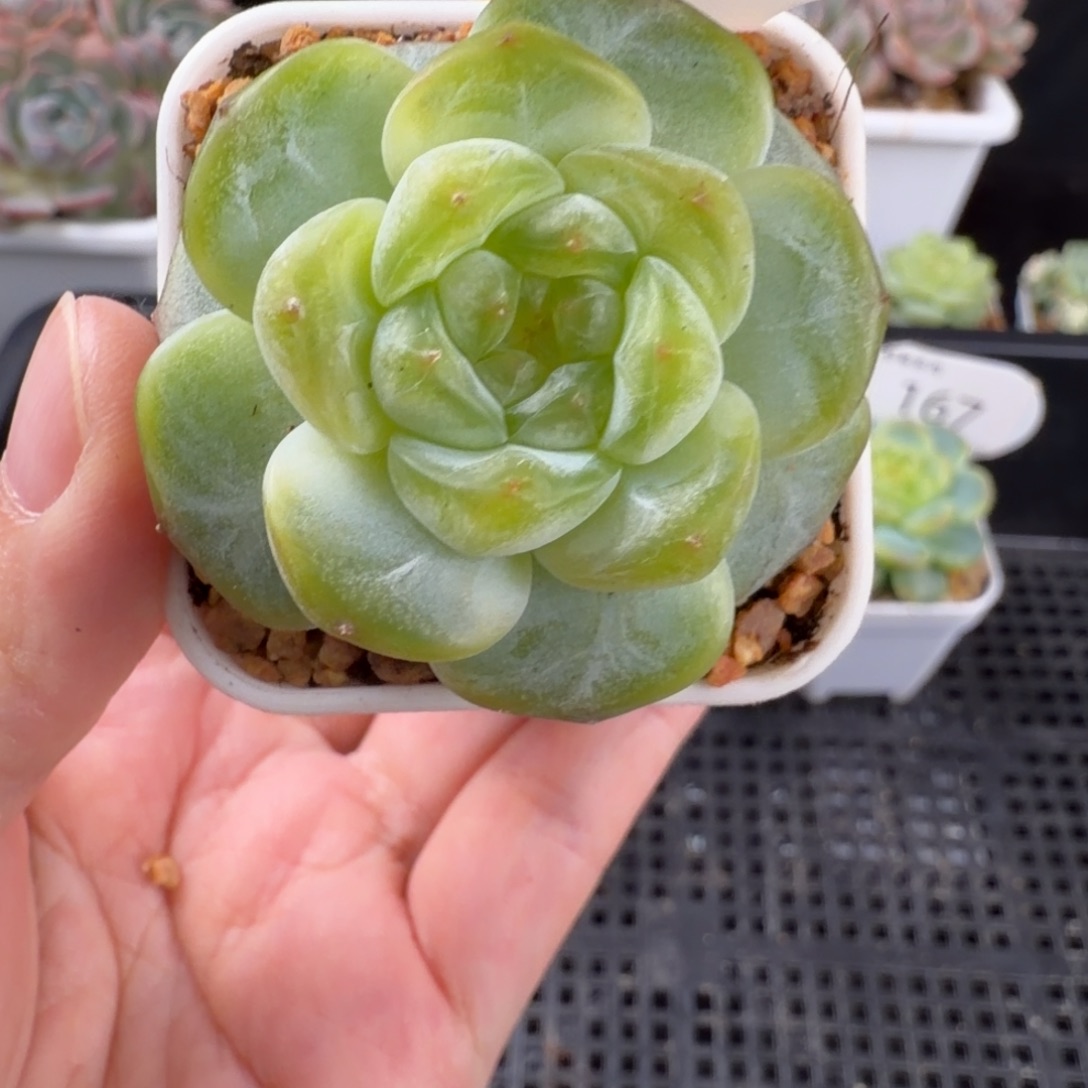 花朵脸珍妮单头169号