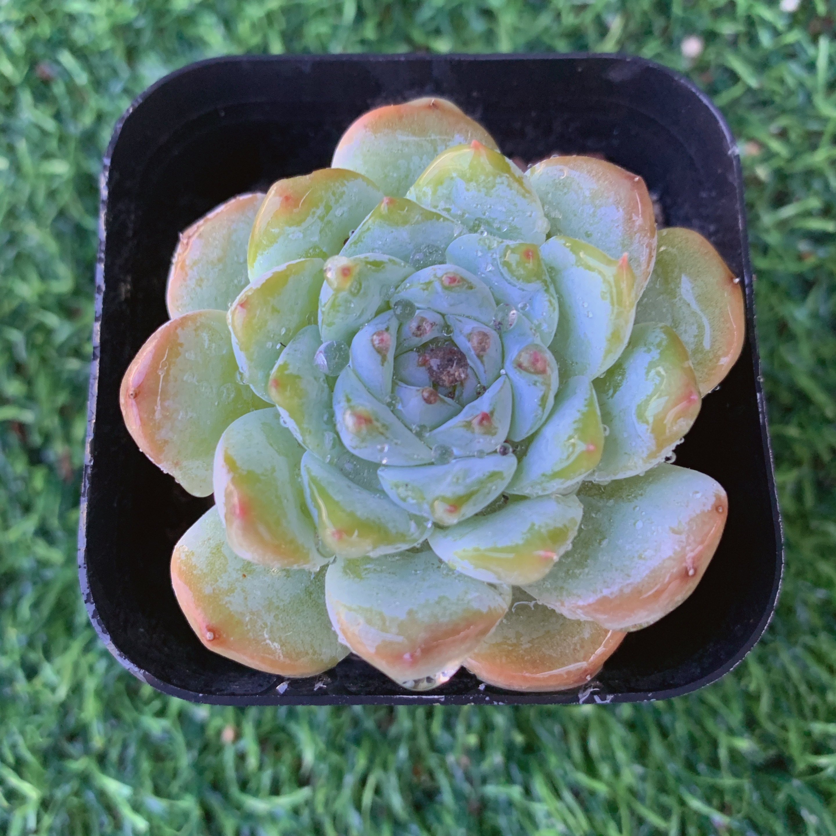 冰魄甜心3-5CM【花界草堂】精品多肉 阳台盆栽 一单包邮