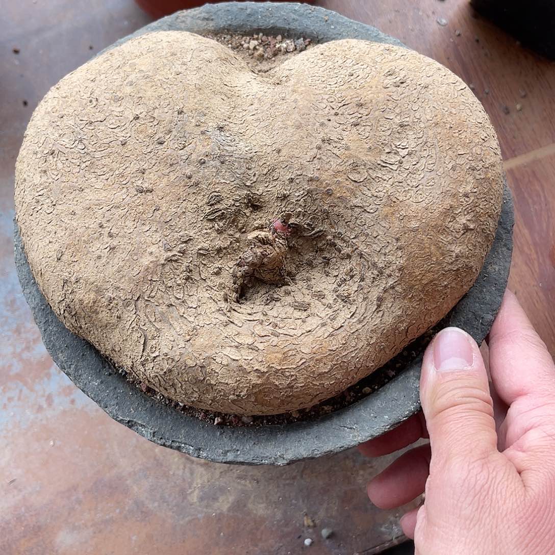 实生山乌龟块根一物一拍