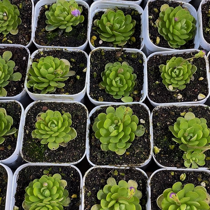 爱丽丝4.8带盆土发