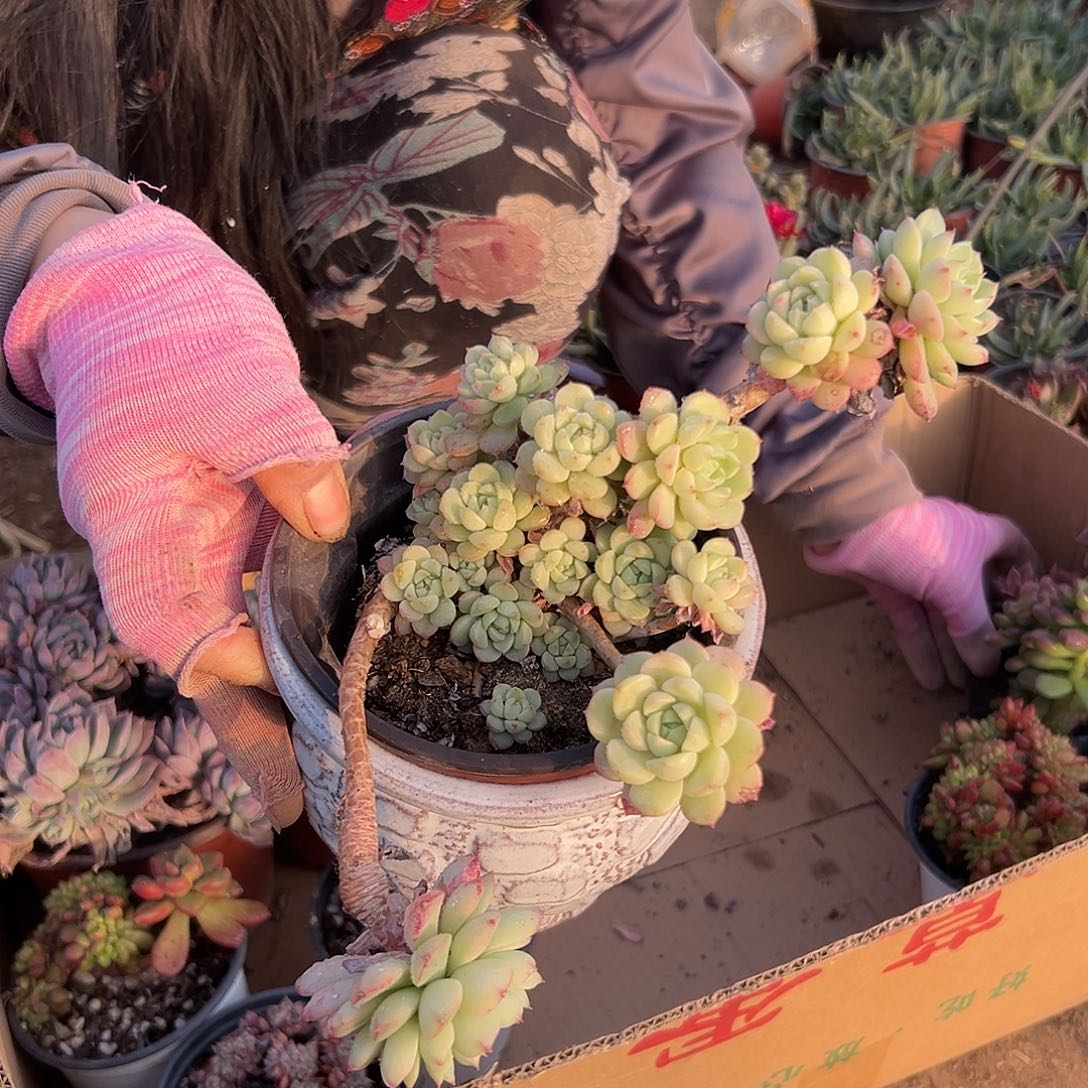 多肉植物马卡隆群